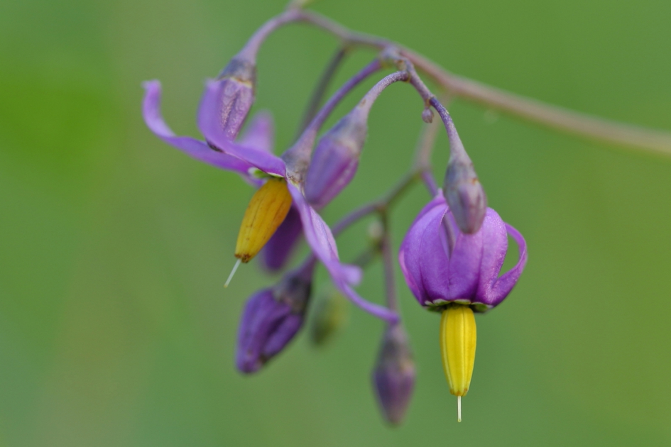bitterzoet - Planten - bitterzoet