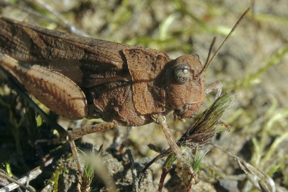 Blauwvleugel in oranjekleed - Geleedpotigen - Blauwvleugelsprinkhaan