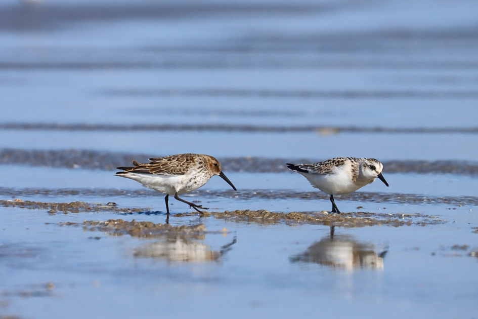 Bonte en drieteenstrandlopers - Vogels - Bonte strandloper