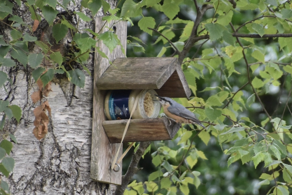 Boomklever - Vogels - 