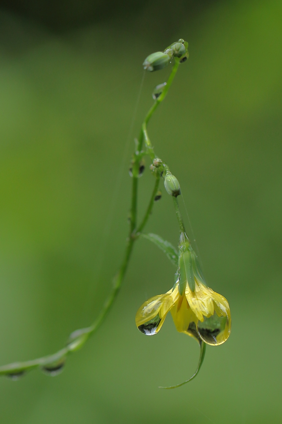 bosgeelster - Planten - bosgeelster