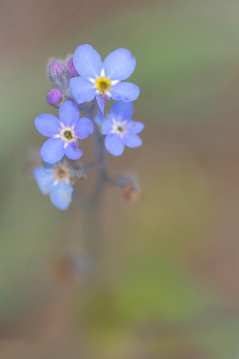 bosvergeetmijnietje - Planten - bosvergeetmijnietje