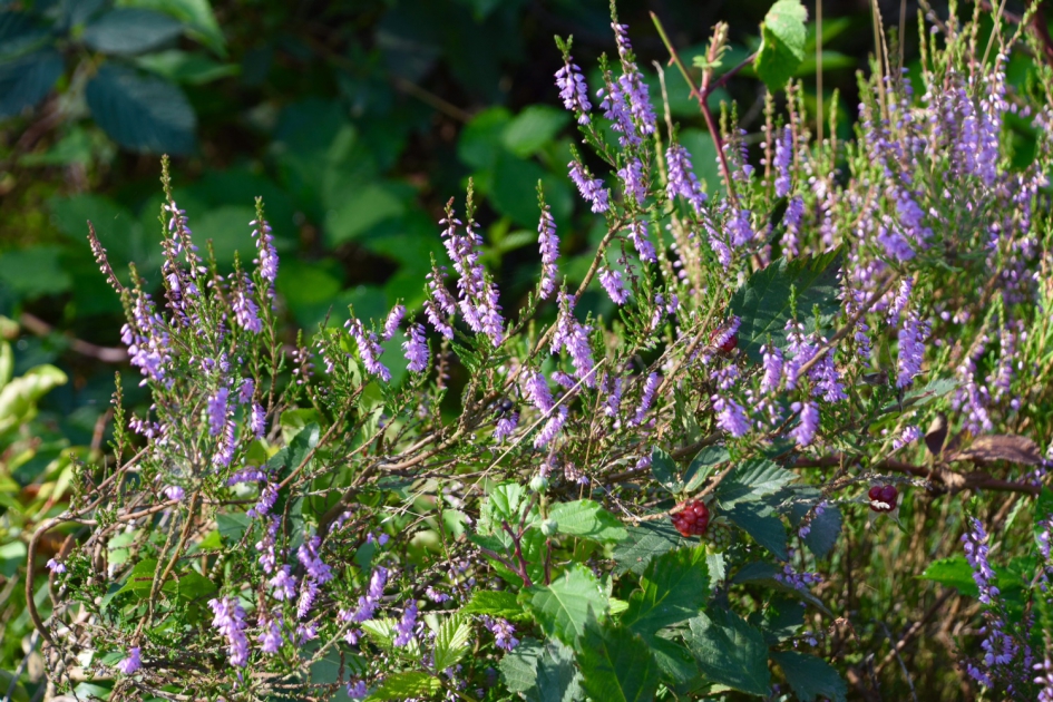 Bramen tussen de hei - Planten - 