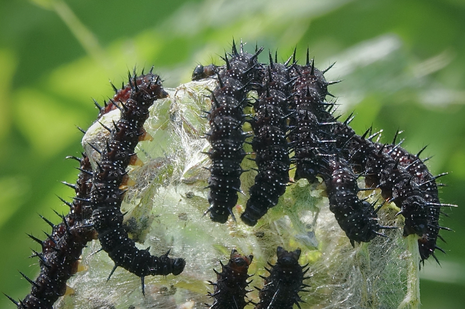 Brandnetels - Geleedpotigen - Dagpauwoog