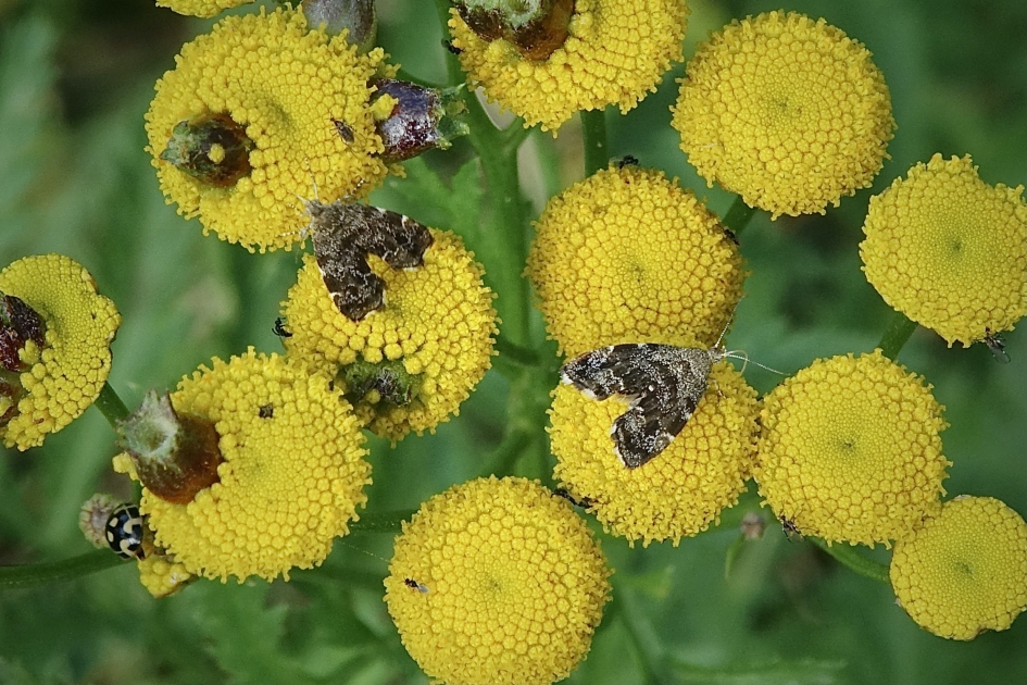 Brandnetelmotjes - Geleedpotigen - Brandnetelmot