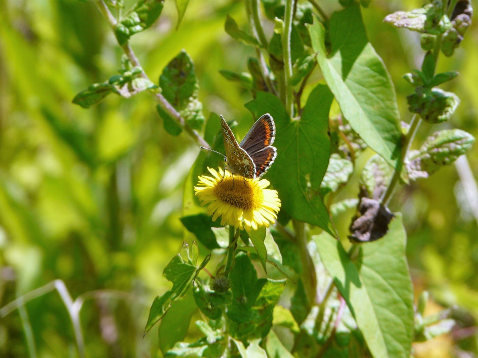 Bruin blauwtje. - Geleedpotigen - Bruin blauwtje