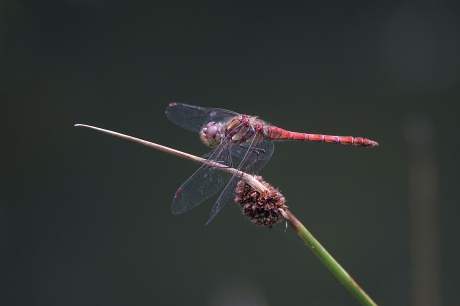 Bruinrode heidelibel