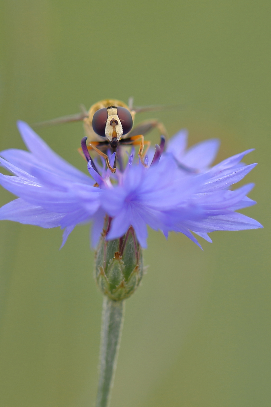 citroenpendelvlieg - Geleedpotigen - citroenpendelvlieg