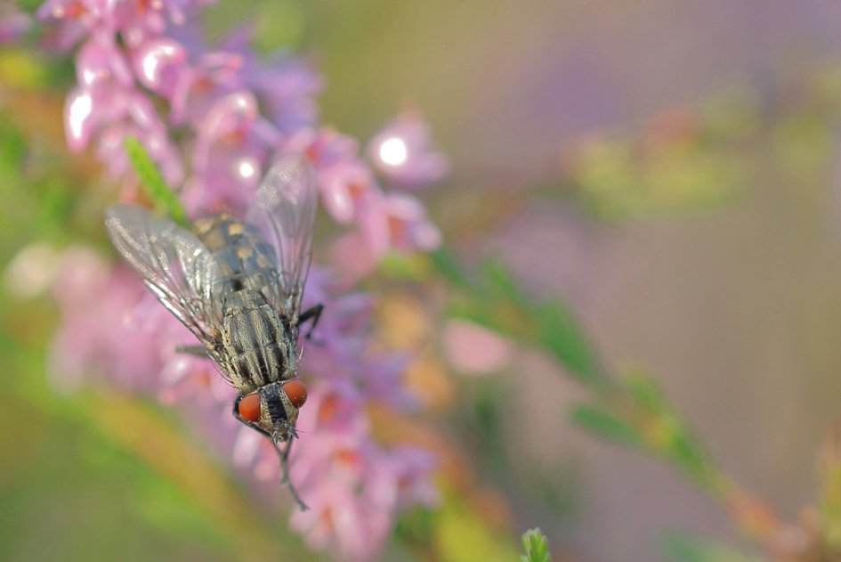 dambordvlieg - Geleedpotigen - dambordvlieg