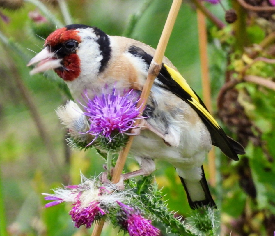 De Distelvink - Vogels - De Distelvink