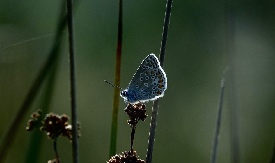 De eerste warme zonnestralen - Geleedpotigen - Icarusblauwtje