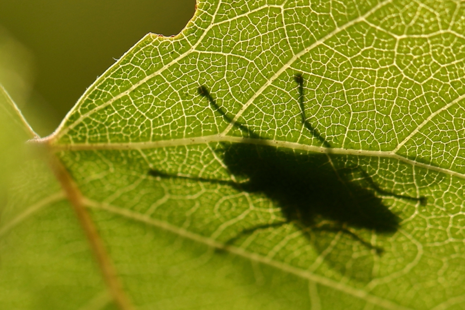 de keerzijde - Geleedpotigen - dambordvlieg