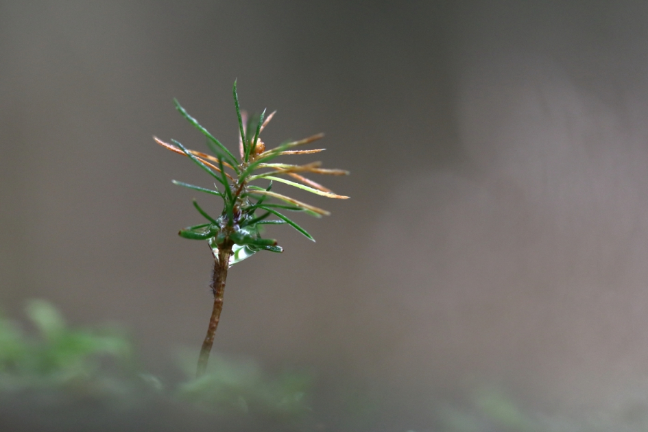 dennenboompje - Planten - dennenboom