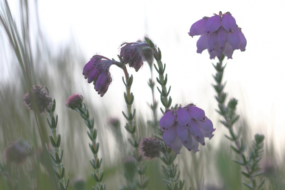 dopheide - Planten - dopheide