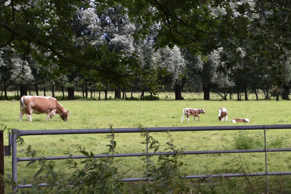 Drie kleine kalfjes - Zoogdieren - 