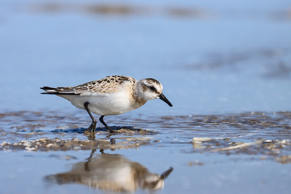Drieteenstrandloper - Vogels - Drieteenstrandloper