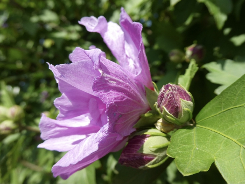 Dubbele hibiscus - Planten - 
