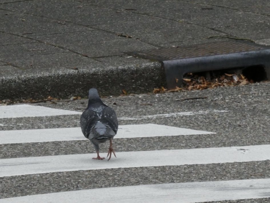 Duif op zebrapad - Vogels - 