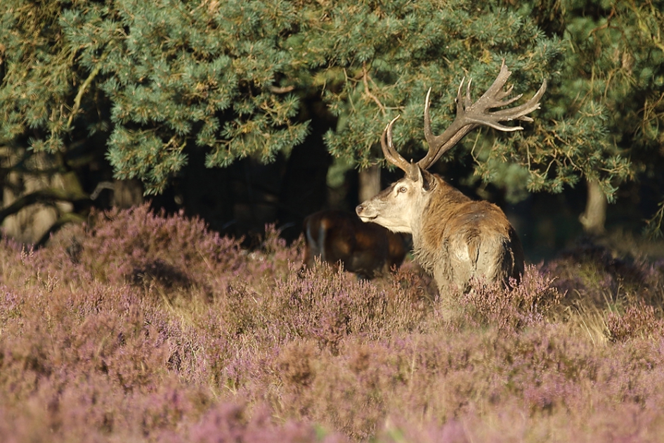 edelhert -m- - Zoogdieren - edelhert