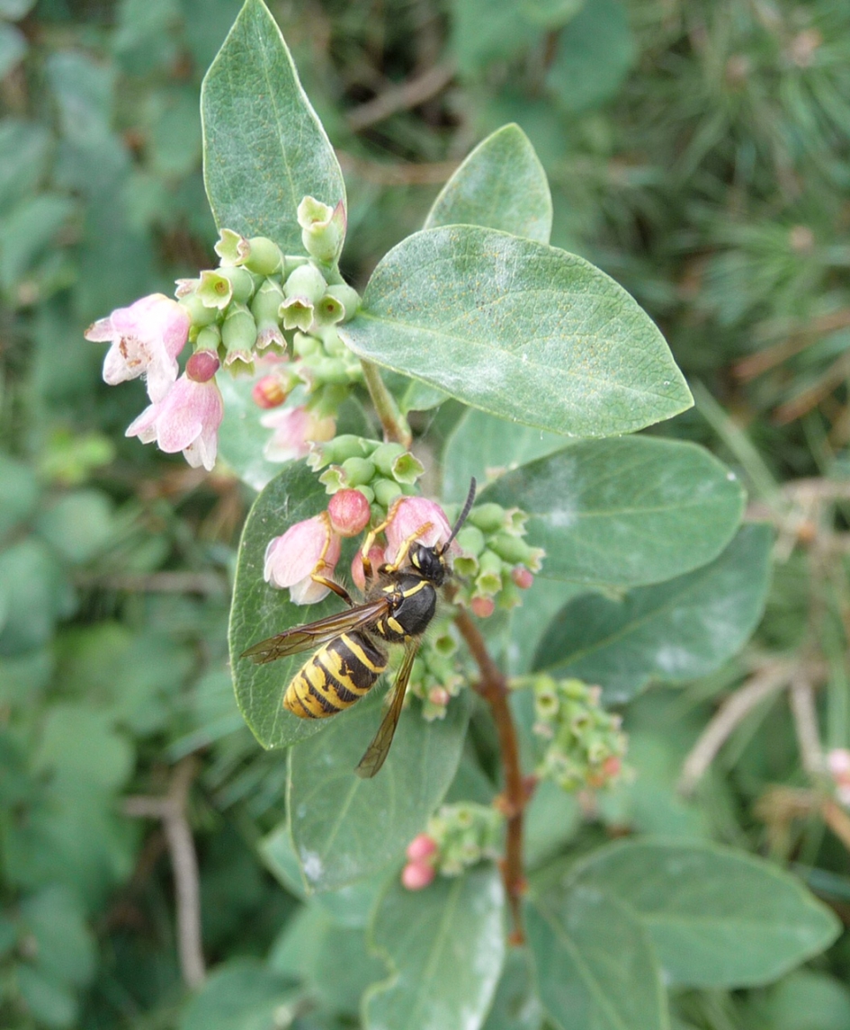 Even ruiken - Geleedpotigen - 