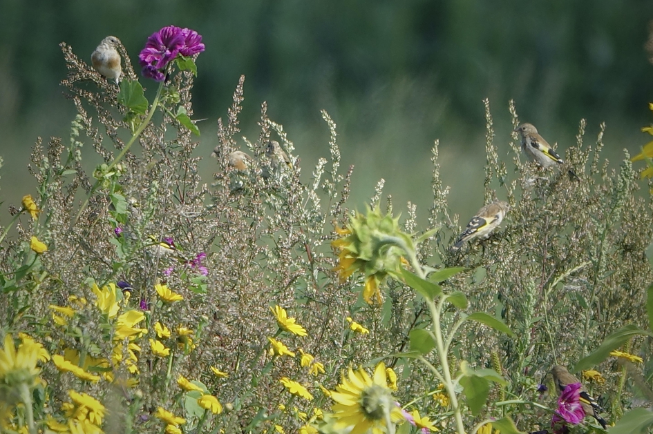 Feest voor putters - Vogels - Putter