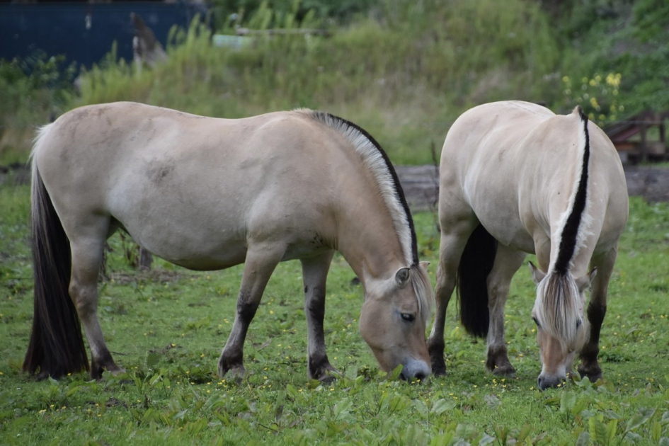 De Fjord - Zoogdieren - 