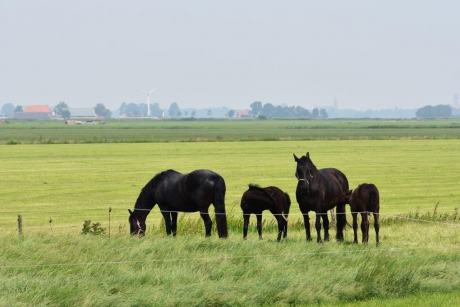 Friese paarden