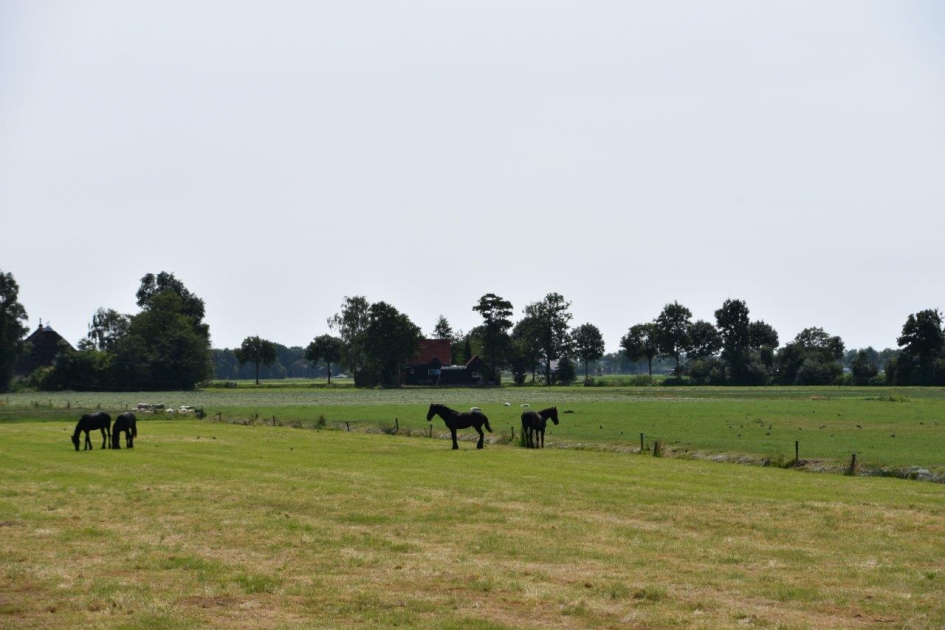 Friese paarden - Zoogdieren - 