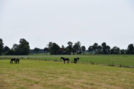 Friese paarden