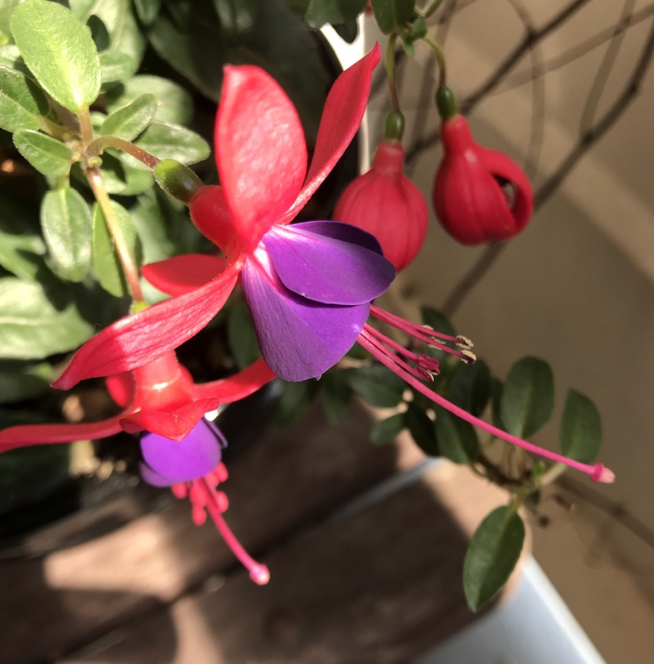 Fuchsia - Planten - 