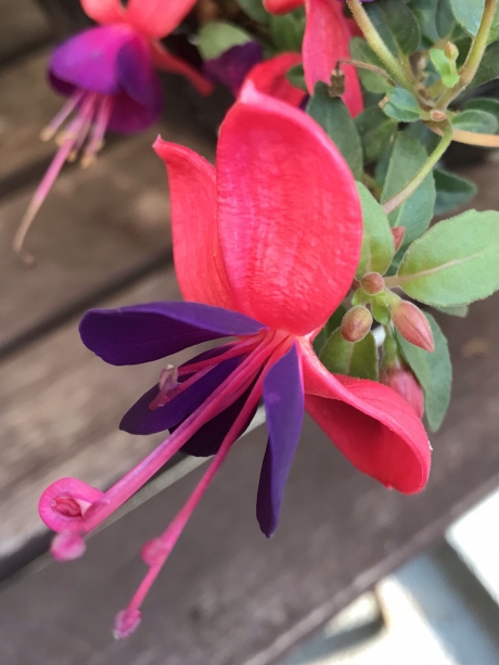 Fuchsia