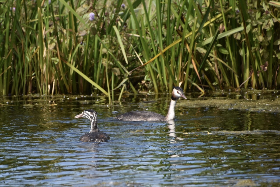 Futen moeder met al een groot jong - Vogels - 
