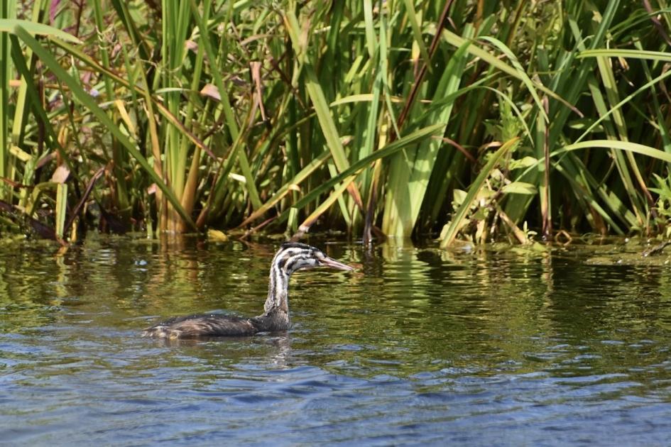 Futenjong - Vogels - 