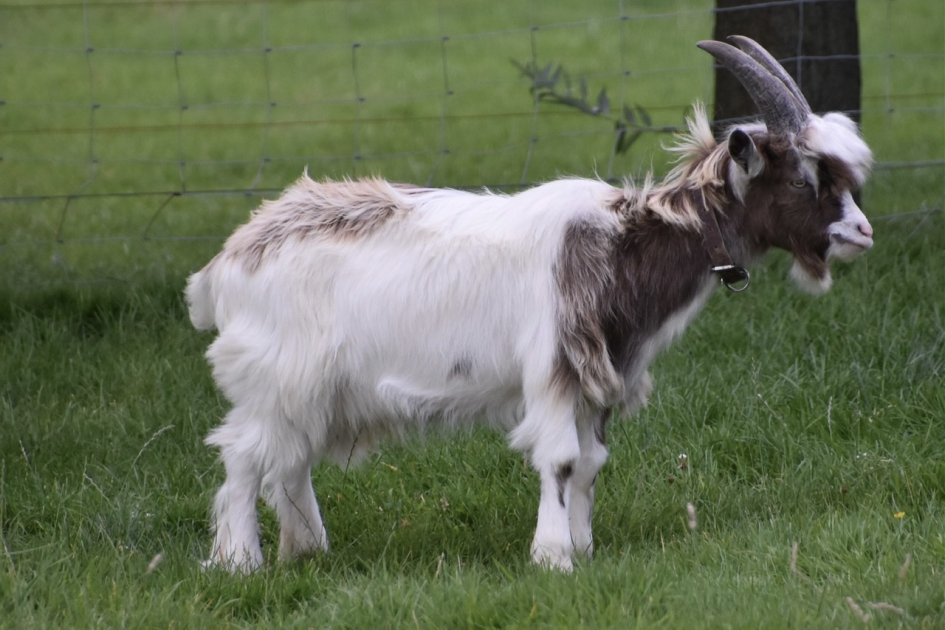 Geitje - Zoogdieren - 