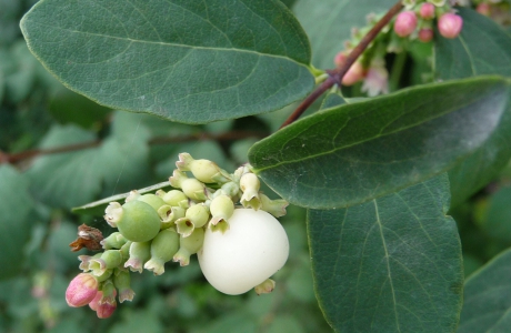 Geliefd bij alles wat zweeft