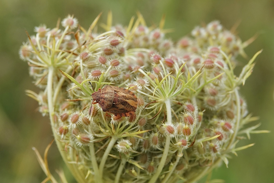 Gewone pantserwants - Geleedpotigen - Gewone pantserwants