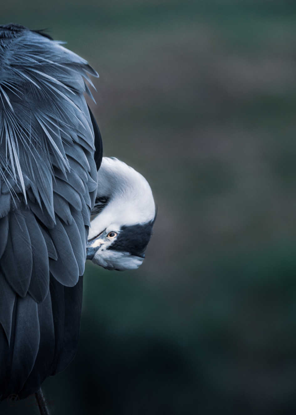 Gewoon, maar toch heel bijzonder - Vogels - Blauwe reiger