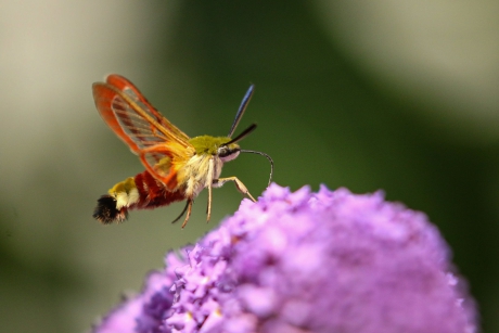 Glasvleugelpijlstaart