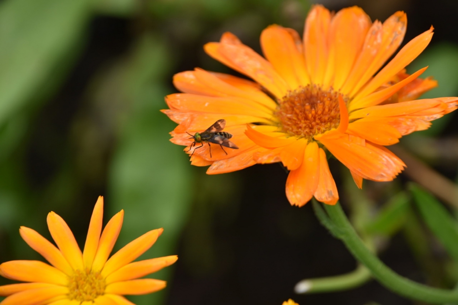 Goudsbloem met bezoek - Planten - 