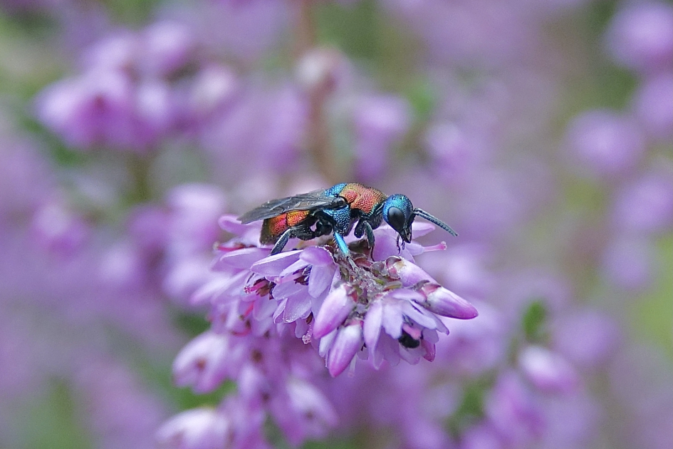 Goudwesp - Geleedpotigen - Goudwesp
