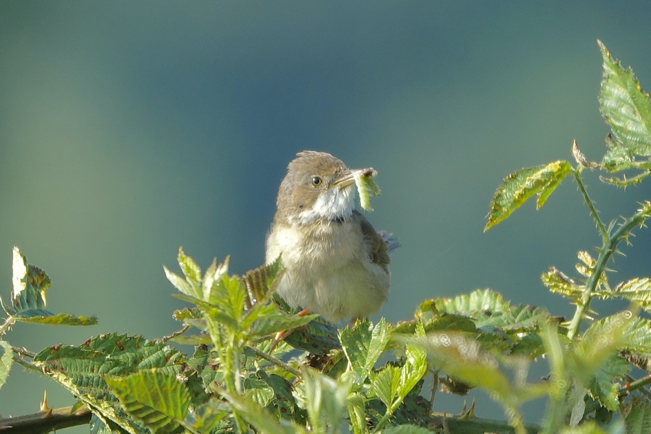 Grasmus met jongen - Vogels - Grasmus