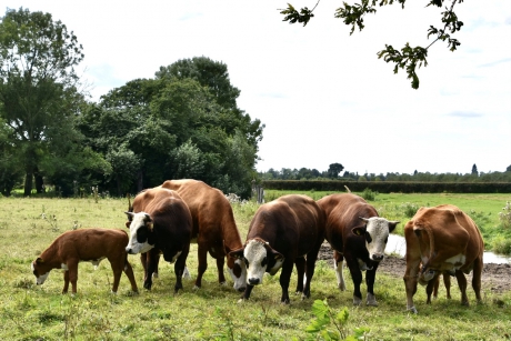 Groep koeien met een jong stiertje ….