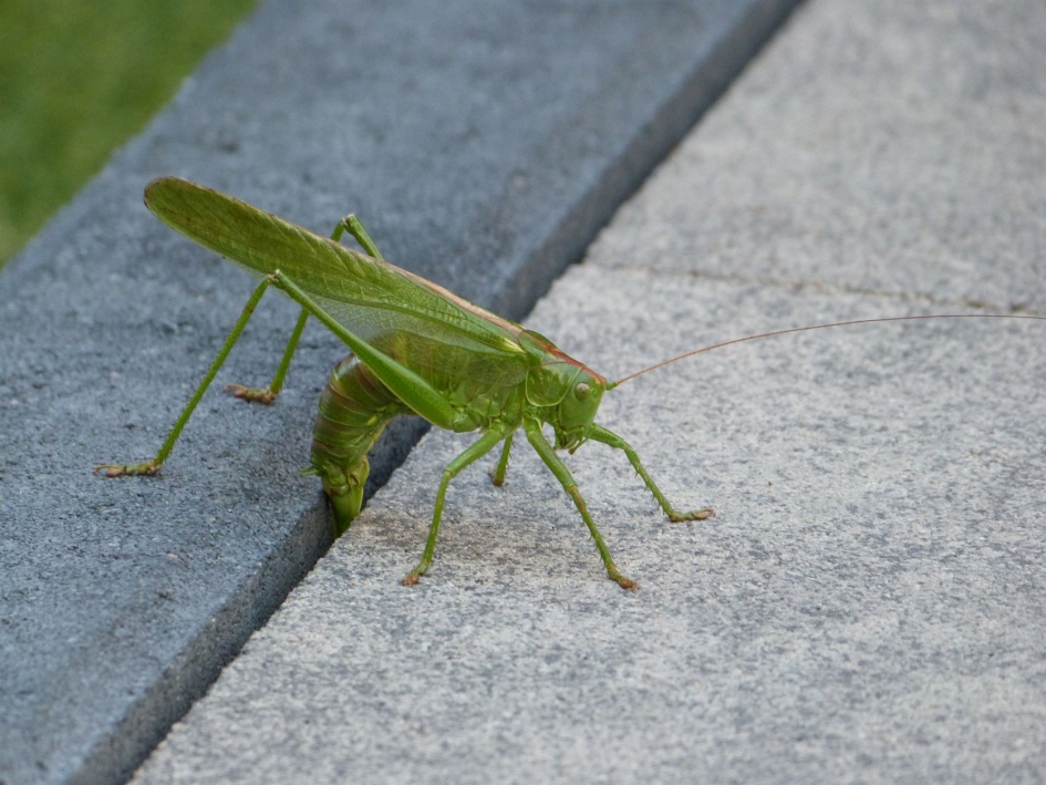 Grote Groene Sabelsprinkhaan legt eieren - Geleedpotigen - Grote Groene Sabelsprinkhaan