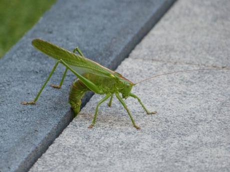 Grote Groene Sabelsprinkhaan legt eieren