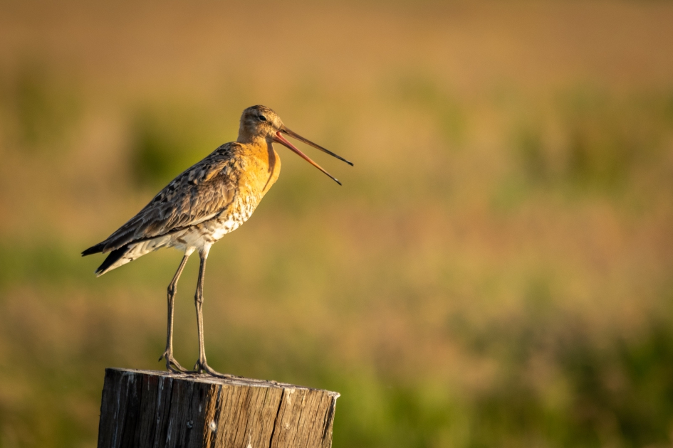 Grutto - Vogels - Grutto