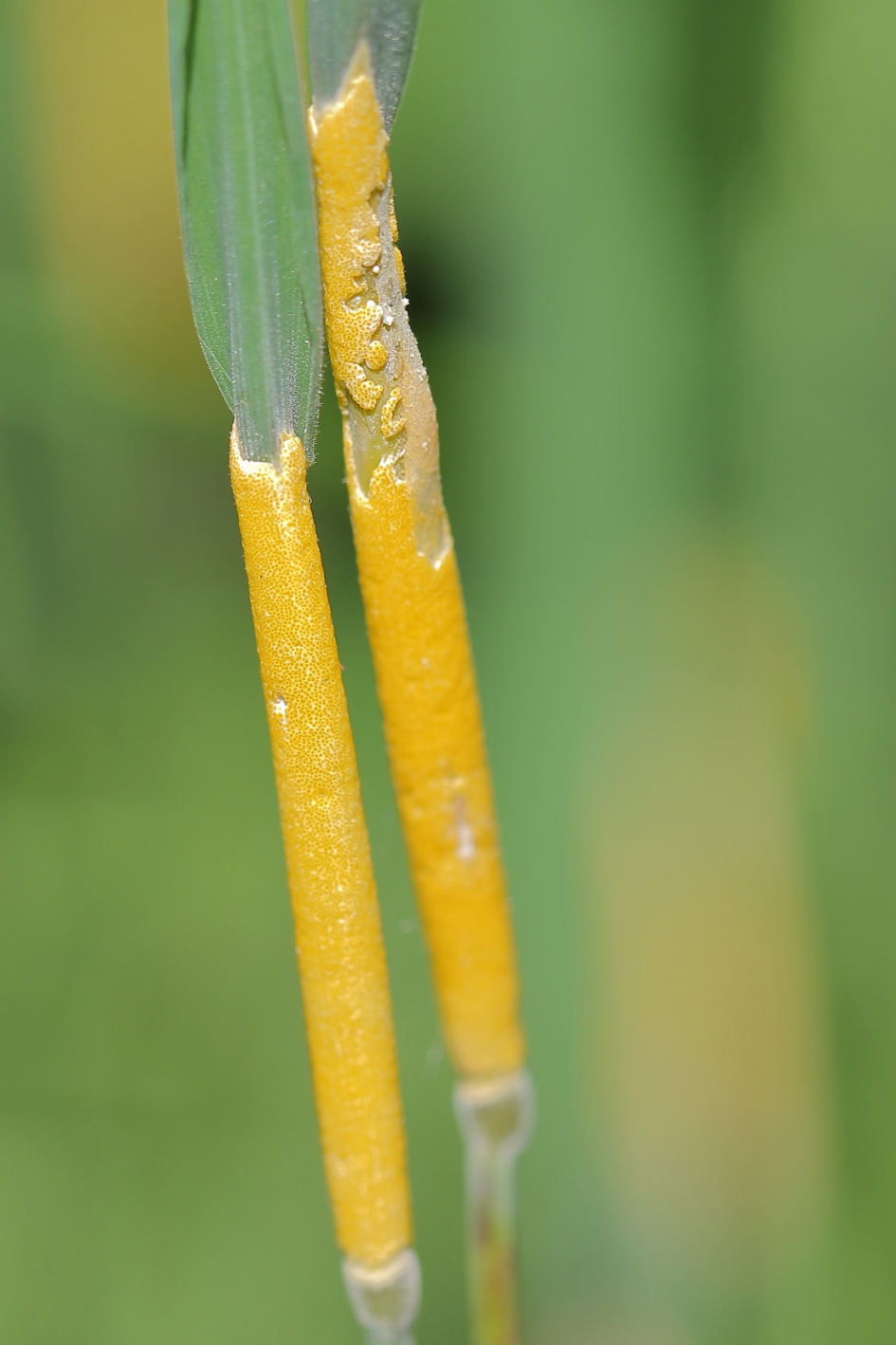 halmverstikker - Schimmels - halmverstikker