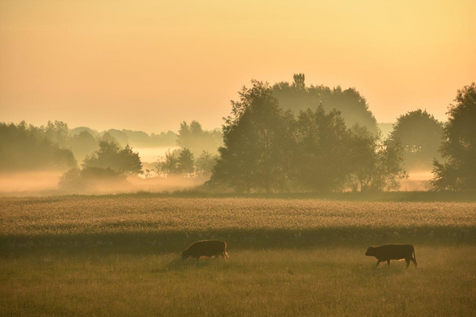Heel vroeg… - Zoogdieren - 
