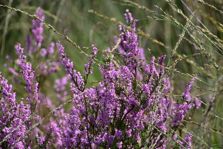 Heide - Planten - 