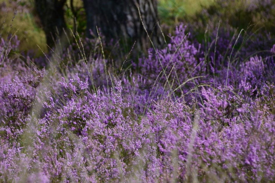 Heide - Planten - 