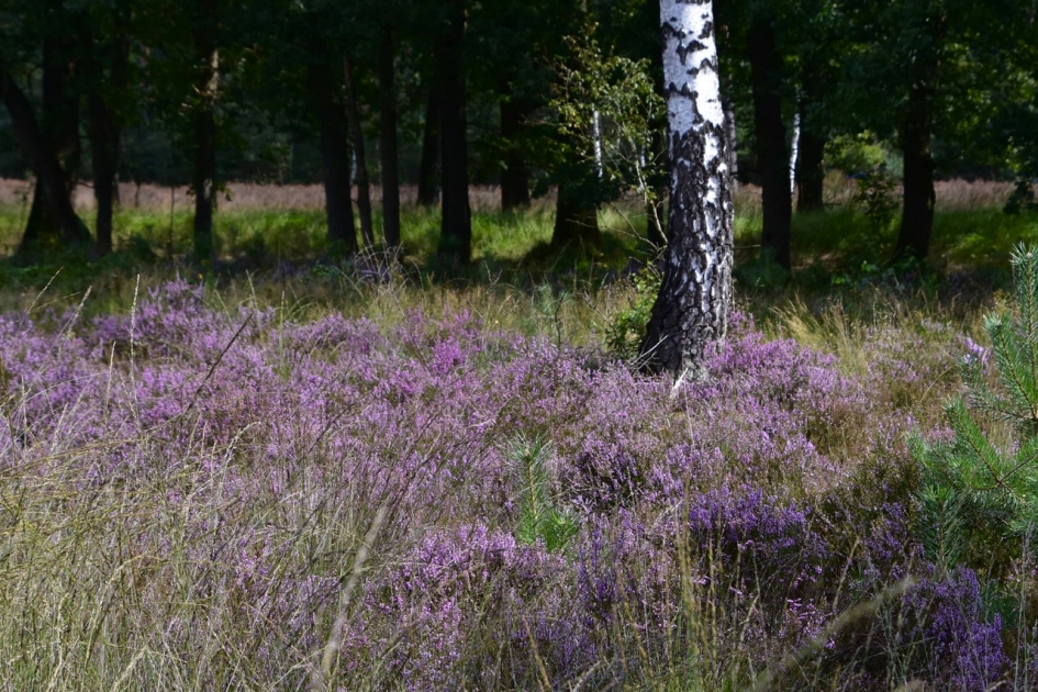 Heide - Planten - 